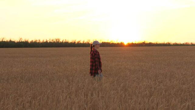 farmer walks inspect field wheat. agriculture. Female farmers sunset watching harvest. concepts agriculture. Young entrepreneur. Farmers sunset inspect yield wheat ears nature. Woman farmer outdoors.