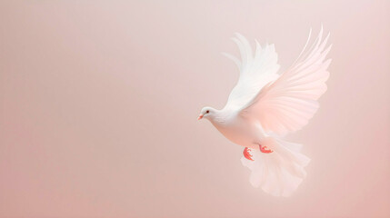Colombe blanche en vol sur fond rose