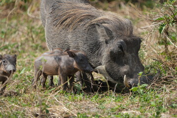 warthog in the wild, family of pumbas grazing