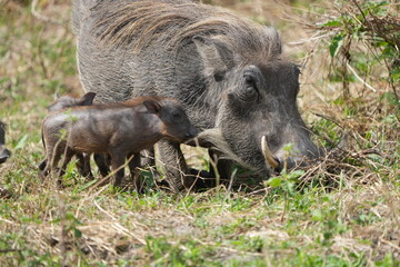 warthog in the wild, family of pumbas grazing