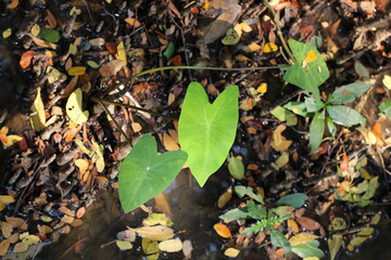Heart-Shaped Caladium Leaves