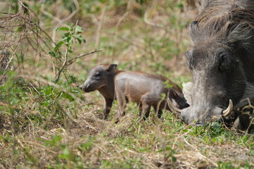 warthog in the wild, family of pumbas grazing