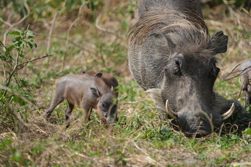 warthog in the wild, family of pumbas grazing