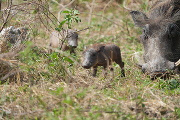 warthog in the wild, family of pumbas grazing