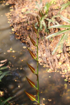 Young Stenochlaena Frond