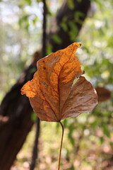  Brown Dry Leaf on Branch