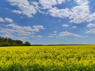 Fototapeta premium Champs de fleurs jaunes La Beauce France