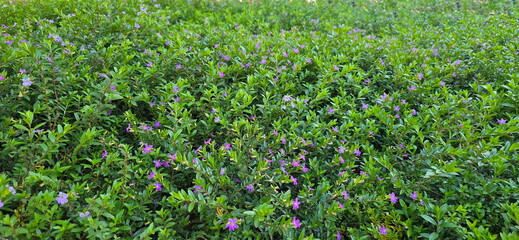 Pinkish purple flowers of Elfin herb, False heather or Cuphea hyssopifolia Kunth are ground covers with branching stems of elliptic to lanceolate leaves with acuminate tips. Rough hairs that irritate 