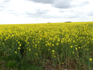 Champs de fleurs jaunes 
