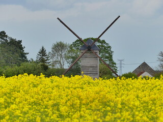 Champs de fleurs jaunes moulin à vent