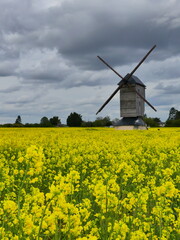 Champs de fleurs jaunes moulin à vent