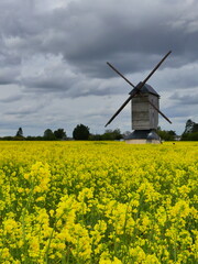Champs de fleurs jaunes moulin à vent
