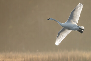 Tundra swan in flight