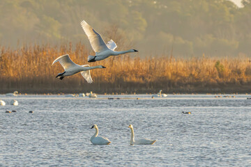 Tundra swans in flight