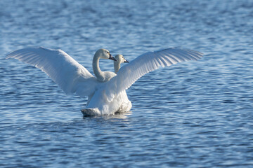Tundra swans on a pond