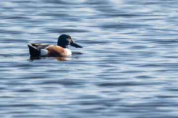 Male Northern Shoveler