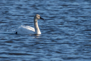Tundra swan on a pond