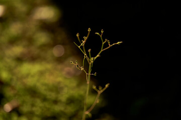 微かな息吹 - 繊細な植物、蕾のクローズアップ