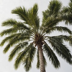 A tropical palm tree with a white background.