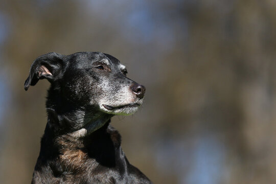 Senior - Portrait von einem Hund Mischling - schwarz