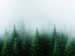 Fototapeta premium Ethereal Forest Scene in Carpathian Mountains with Soft Mist