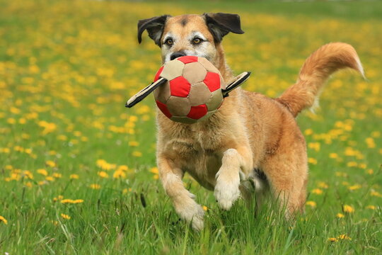 Beiger Mischling Hund spielt mit gro&szlig;em Ball