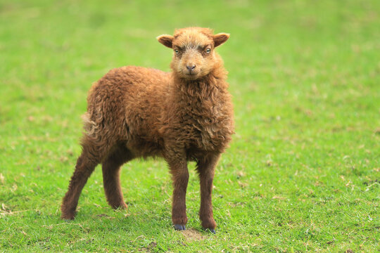 Junges braunes Schaf steht auf der Wiese
