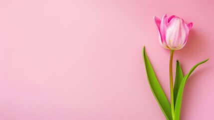 Fototapeta premium Women's Day: Beneath the Plain Background, Highlighting the Pure and Shining Charms of Women