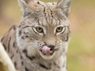 licking lynx, lynx, tongue, predator, food, cat, wild, lynx lynx, portrait, unusual