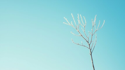 Fototapeta premium Minimalist Bare Tree Branch Against Clear Light Blue Sky Background