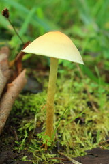Cogumelo de Ortigueira.