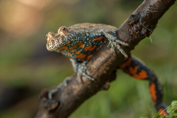 fire-bellied toad, bombina bombina, amphibian, tailless, color, characteristic, advent, red, orange, climbing, on a stick