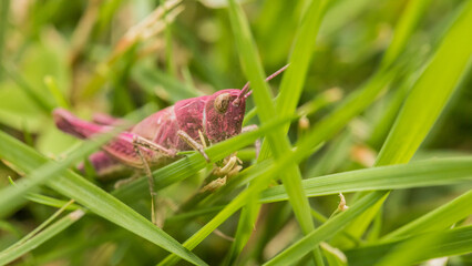 magenta, grasshopper, pink, purple, orthoptera, erythrism, in grass, insect, environment