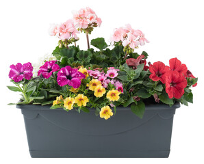 Flowers blooming in pots cut out isolated transparent background