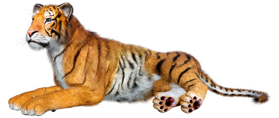 3D Rendering Big Cat Tiger on White