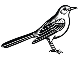 Naklejka premium Clip art Northern mockingbird silhouette white background