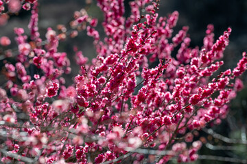 熱海梅園 2025年2月