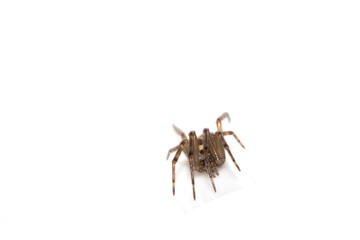 Close Up of a Defensive Long Legged Arachnid Spider on a White Background