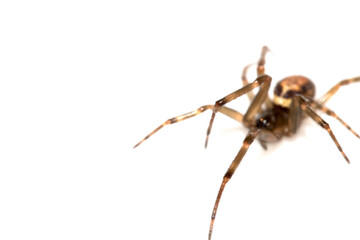 Close Up of a Defensive Long Legged Arachnid Spider on a White Background