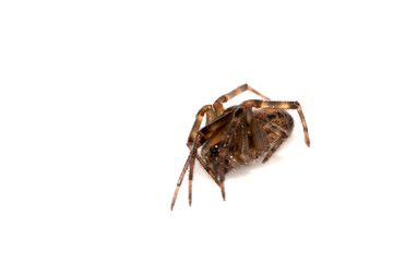 Close Up of a Defensive Long Legged Arachnid Spider on a White Background