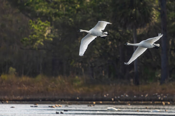 Tundra swans in flight