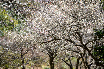 熱海梅園 2025年2月