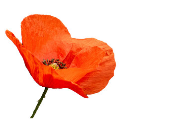 beautiful red poppy flower in the sun