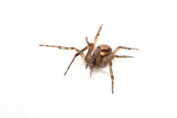 Close Up of a Defensive Long Legged Arachnid Spider on a White Background