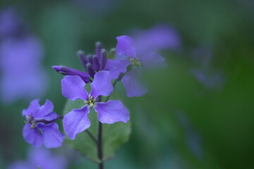 野原一面紫色の花畑