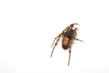 Close Up of a Defensive Long Legged Arachnid Spider on a White Background