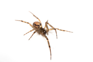Close Up of a Defensive Long Legged Arachnid Spider on a White Background