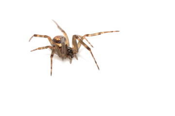 Close Up of a Defensive Long Legged Arachnid Spider on a White Background