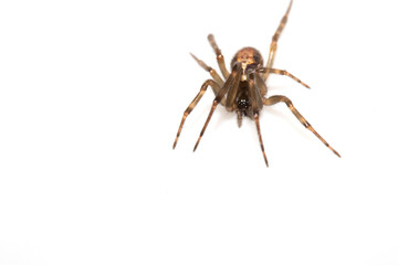Close Up of a Defensive Long Legged Arachnid Spider on a White Background