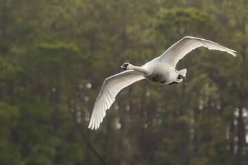 A Tundra swan flying over a pond